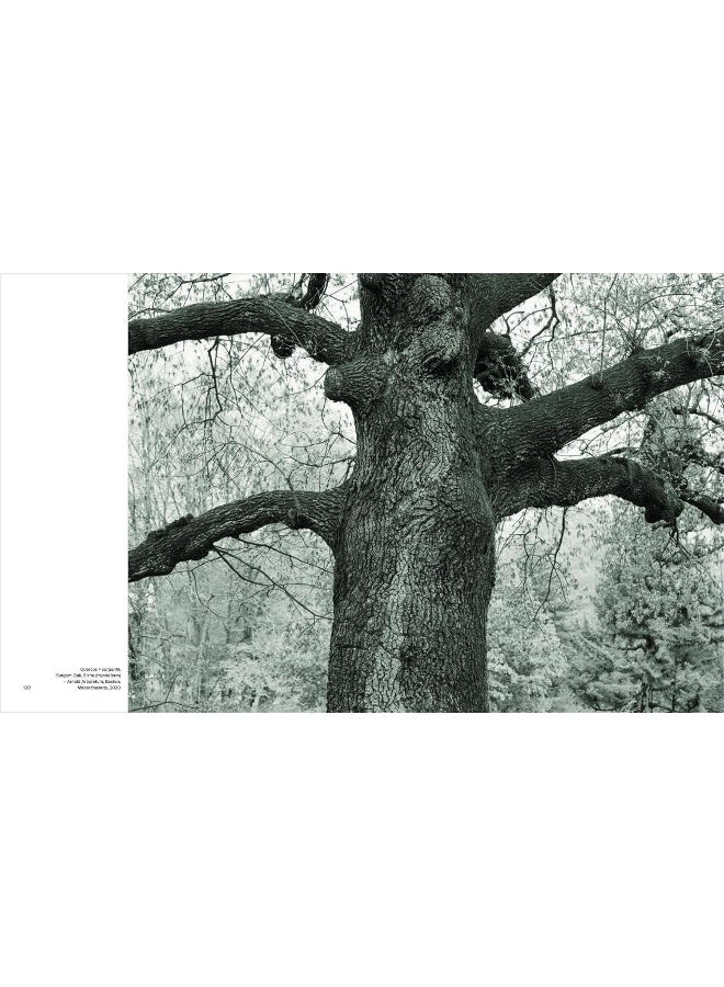 Olmsted Trees (Bilingual edition): Stanley Greenberg  - Image 2