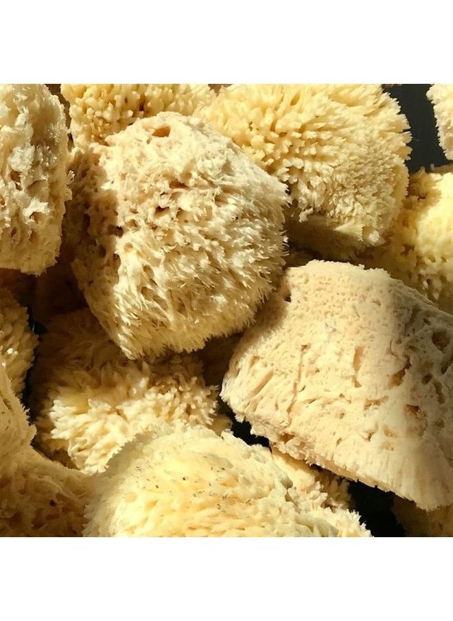 Natural Sea Wool Sponge | Self Care | Shower and Bath Sponge | Natural Loofah | Sea Sponge for Body Care | One Large Sea Sponge Perfect for Facial Cleansing and Body Wash Sponge - pzsku/Z4727F688131DDED919F1Z/45/_/1683627791/491cddec-948f-4054-8493-bd0cea31a545