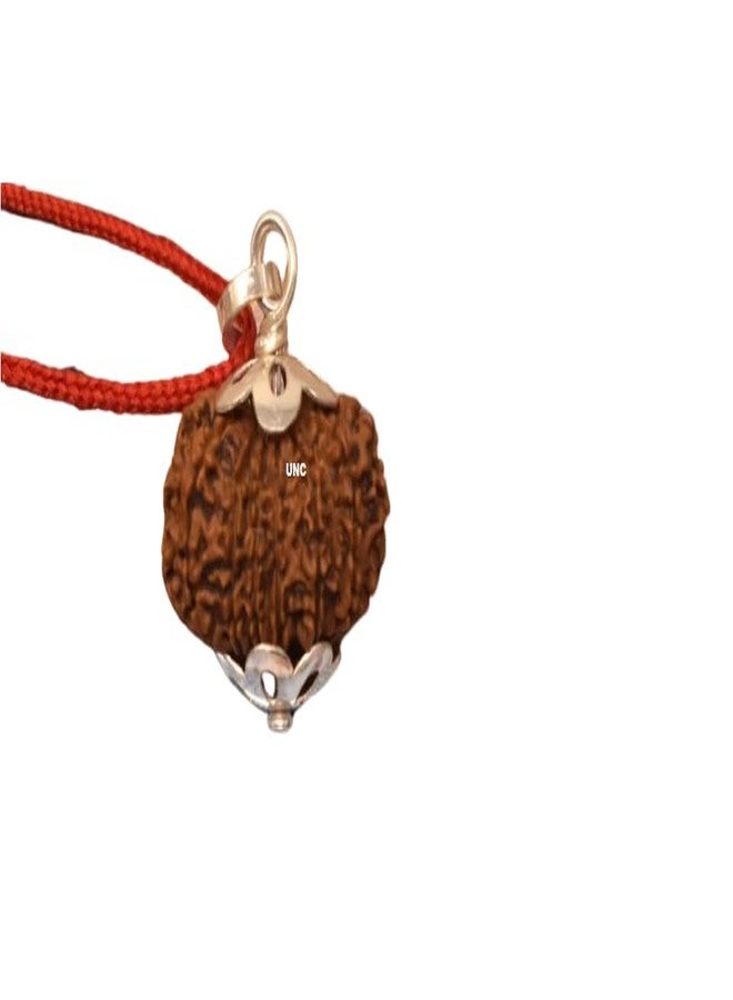 Certified Gems 12 Mukhi Rudraksha - 20mm With Capping, 12 Face Original Nepal Rudraksha - 12 मुखी रुद्राक्ष Twelve Mukhi Certified Nepali - Image 1