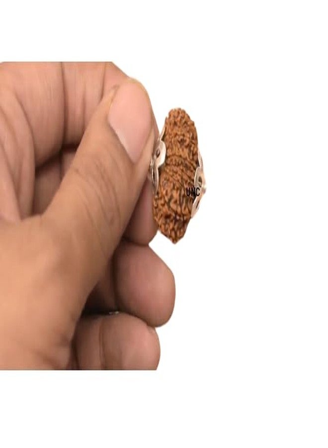 Certified Gems 12 Mukhi Rudraksha - 20mm With Capping, 12 Face Original Nepal Rudraksha - 12 मुखी रुद्राक्ष Twelve Mukhi Certified Nepali - Image 3