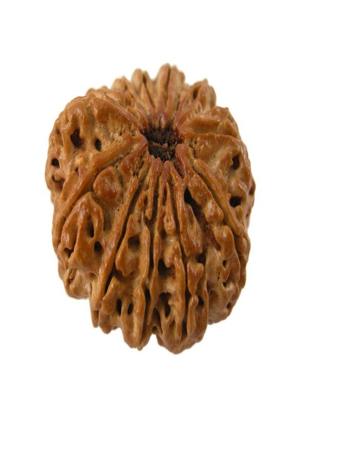 Certified Gems 12 Mukhi Rudraksha - 20mm With Capping, 12 Face Original Nepal Rudraksha - 12 मुखी रुद्राक्ष Twelve Mukhi Certified Nepali - Image 2