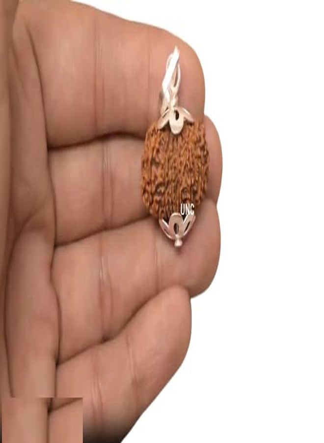 Certified Gems 12 Mukhi Rudraksha - 20mm With Capping, 12 Face Original Nepal Rudraksha - 12 मुखी रुद्राक्ष Twelve Mukhi Certified Nepali - Image 4