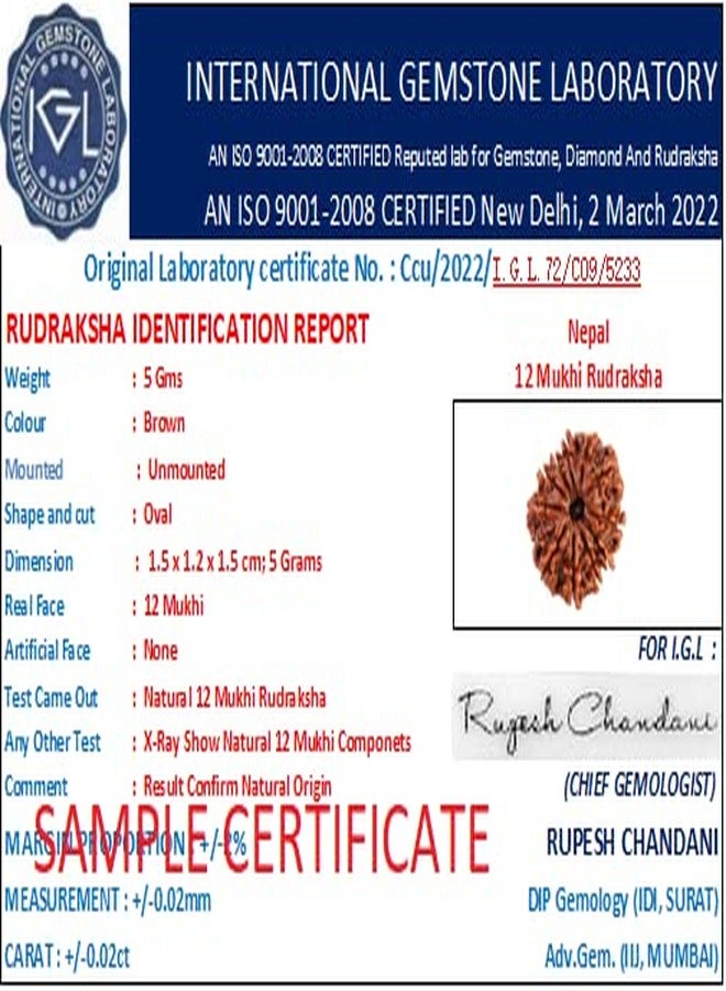 Certified Gems 12 Mukhi Rudraksha - 20mm With Capping, 12 Face Original Nepal Rudraksha - 12 मुखी रुद्राक्ष Twelve Mukhi Certified Nepali - Image 5