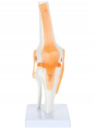 Scientific Knee Model with Ligaments and Muscles Human Knee Model with Durable Base Perfect for Medical Learning and Teaching - pzsku/Z473138B05CDE5C70CD97Z/45/_/1728617176/edf8e2d2-4b6f-4105-9b28-4edd0747cbfc
