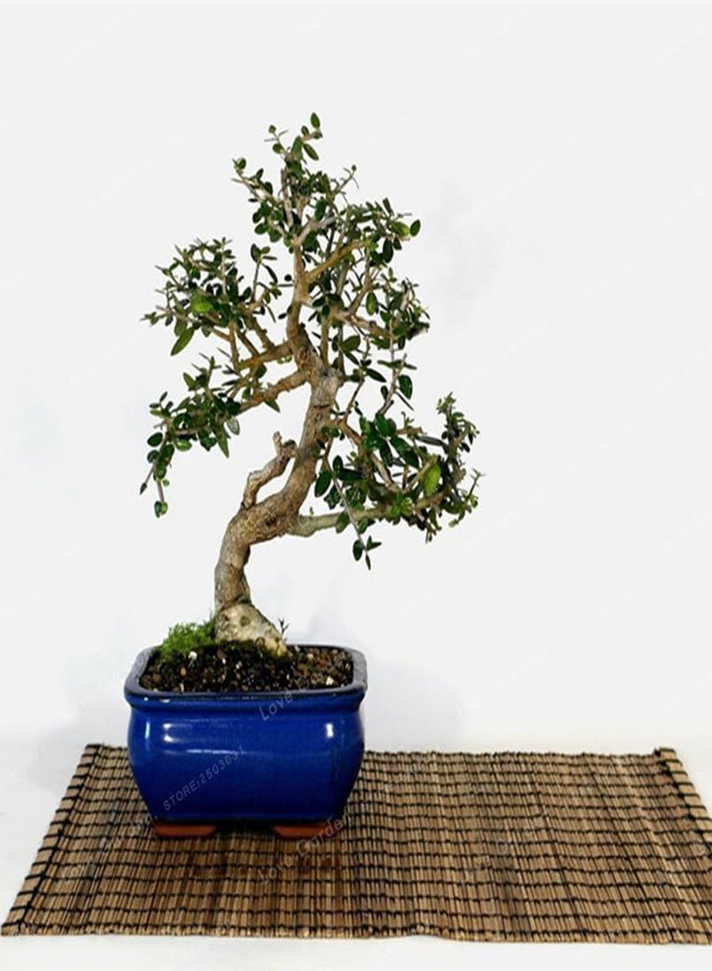 GGOOT Mini Olive Seed Tree Seed Fresh Exotic Tree Seed(Olea Europaea) Olive Tree Olive Seed Garden Supplies10PCS - Image 4