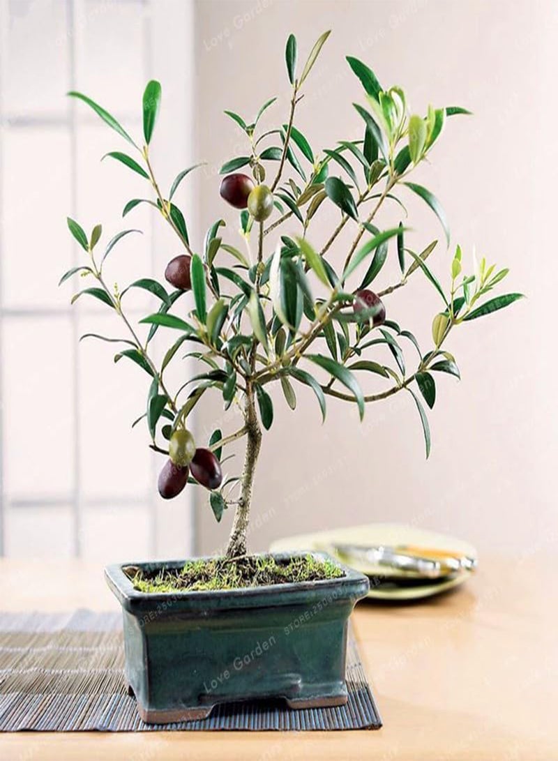 GGOOT Mini Olive Seed Tree Seed Fresh Exotic Tree Seed(Olea Europaea) Olive Tree Olive Seed Garden Supplies10PCS - Image 1