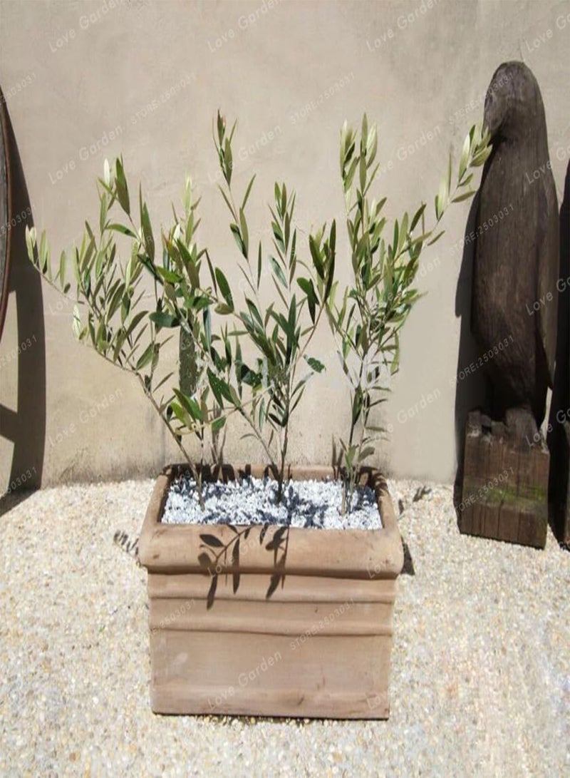 GGOOT Mini Olive Seed Tree Seed Fresh Exotic Tree Seed(Olea Europaea) Olive Tree Olive Seed Garden Supplies10PCS - Image 3
