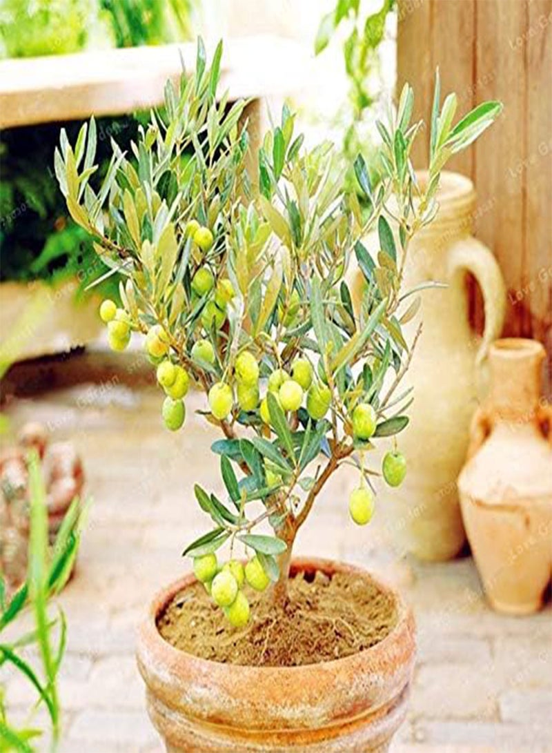 GGOOT Mini Olive Seed Tree Seed Fresh Exotic Tree Seed(Olea Europaea) Olive Tree Olive Seed Garden Supplies10PCS - Image 2