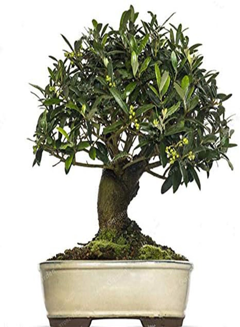 GGOOT Mini Olive Seed Tree Seed Fresh Exotic Tree Seed(Olea Europaea) Olive Tree Olive Seed Garden Supplies10PCS - Image 5