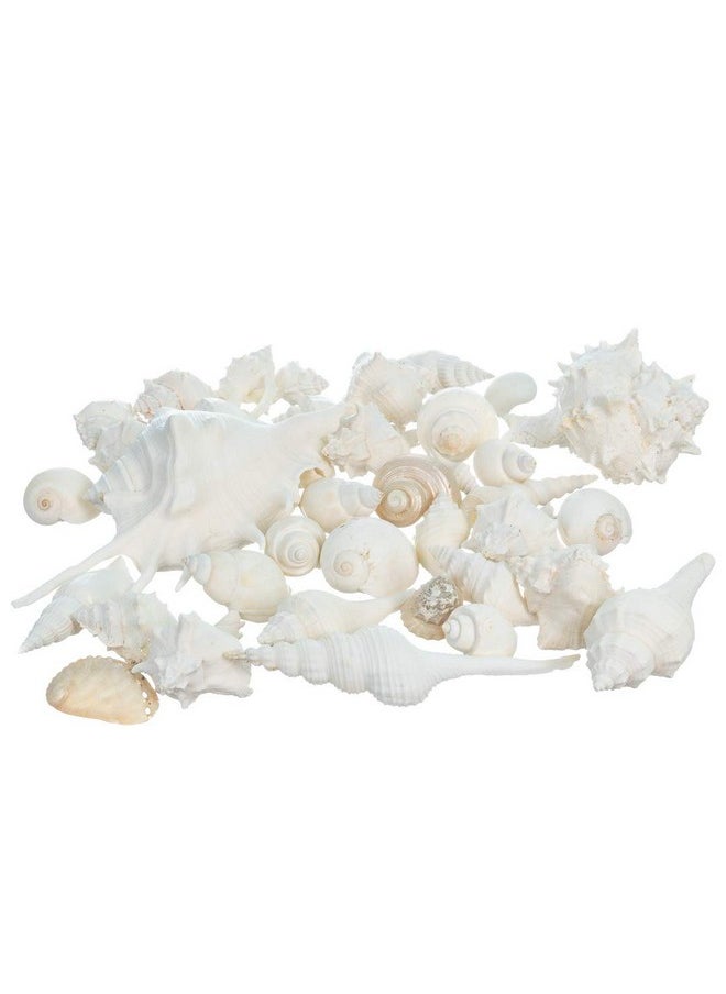 Nautical Crush Trading Sea Shells - White Real Mixed Beach Seashells (2 Pounds) - Shells For Crafts - Ocean Decor - Beach Party Decorations - Seashell Decor - Large Shells Crafts  - Image 1