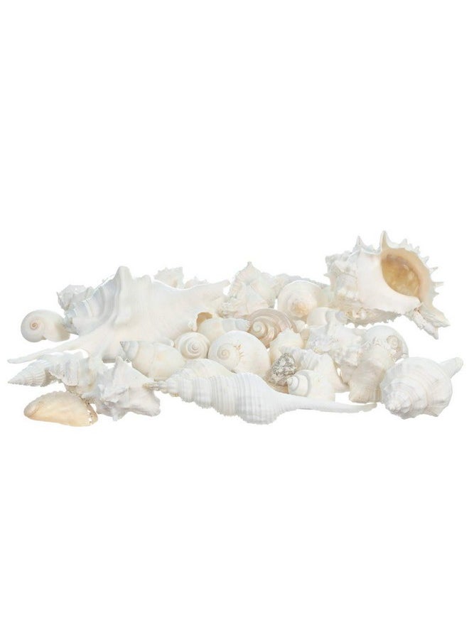 Nautical Crush Trading Sea Shells - White Real Mixed Beach Seashells (2 Pounds) - Shells For Crafts - Ocean Decor - Beach Party Decorations - Seashell Decor - Large Shells Crafts  - Image 2