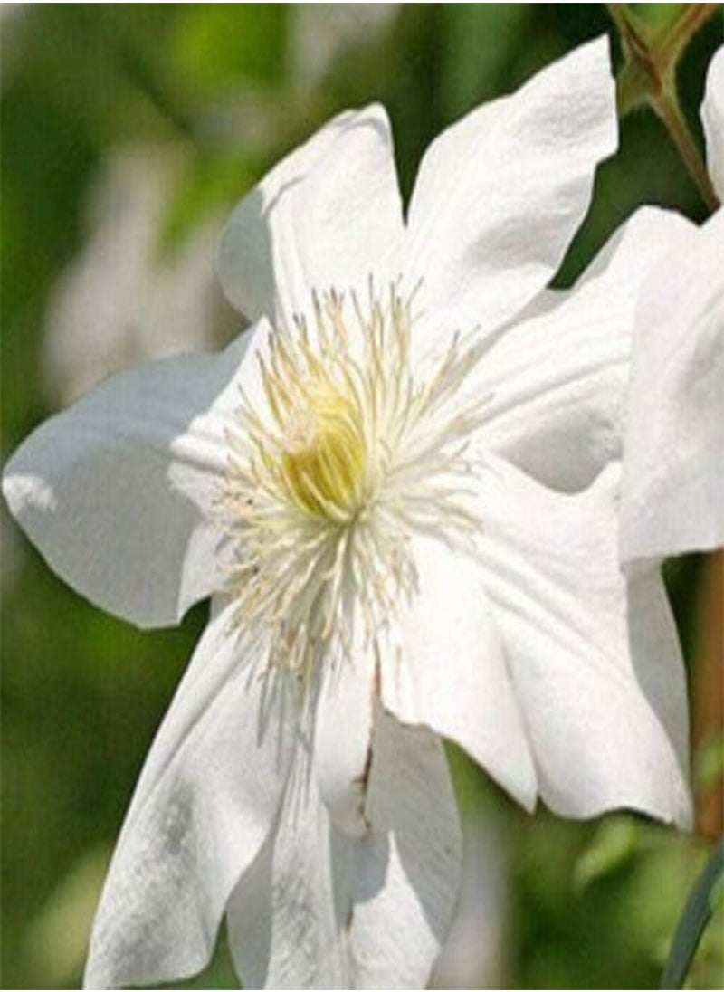 GGOOT - Clematis Hybrid Flower Seeds, Beautiful Flowers for Home Garden Planting Seeds by Heavy Torch, Pack of 10 Seeds (Wildfire) - Image 1
