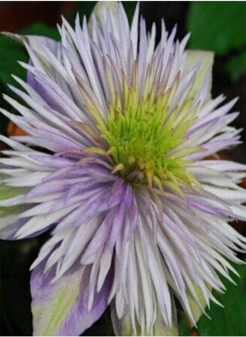 GGOOT - Clematis Hybrid Flower Seeds, Beautiful Flowers for Home Garden Planting Seeds by Heavy Torch, Pack of 10 Seeds (Wildfire) - Image 1