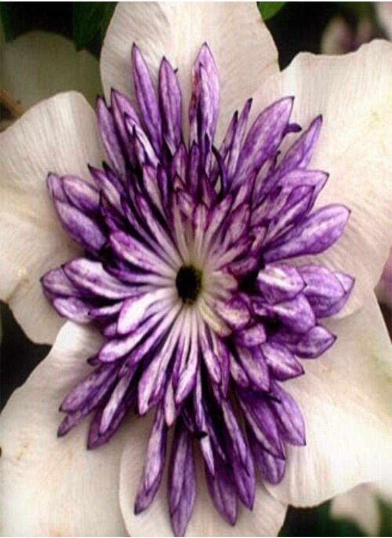 GGOOT - Clematis Hybrid Flower Seeds, Beautiful Flowers for Home Garden Planting Seeds by Heavy Torch, Pack of 10 Seeds (Wildfire) - Image 1