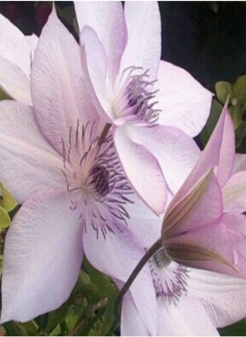 GGOOT - Clematis Hybrid Flower Seeds, Beautiful Flowers for Home Garden Planting Seeds by Heavy Torch, Pack of 10 Seeds (Wildfire) - Image 1