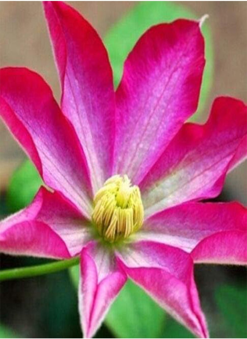 GGOOT - Clematis Hybrid Flower Seeds, Beautiful Flowers for Home Garden Planting Seeds by Heavy Torch, Pack of 10 Seeds (Wildfire) - Image 1