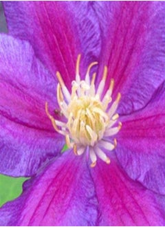 Clematis Hybrid Flower Seeds, Beautiful Flowers for Home Garden Planting Seeds by Heavy Torch, Pack of 10 Seeds (Wildfire)