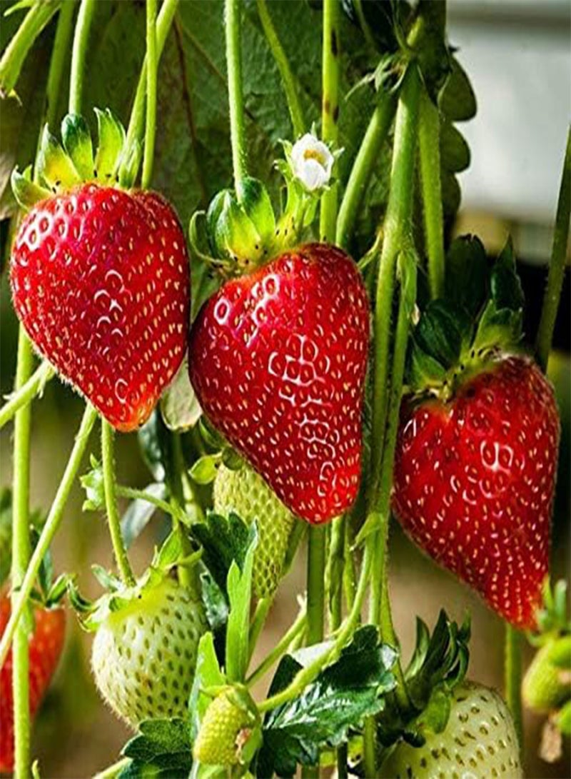 GGOOT 10 Large Strawberry Seeds Pack High Yield Sweet Fruit Flower Plants - Image 4