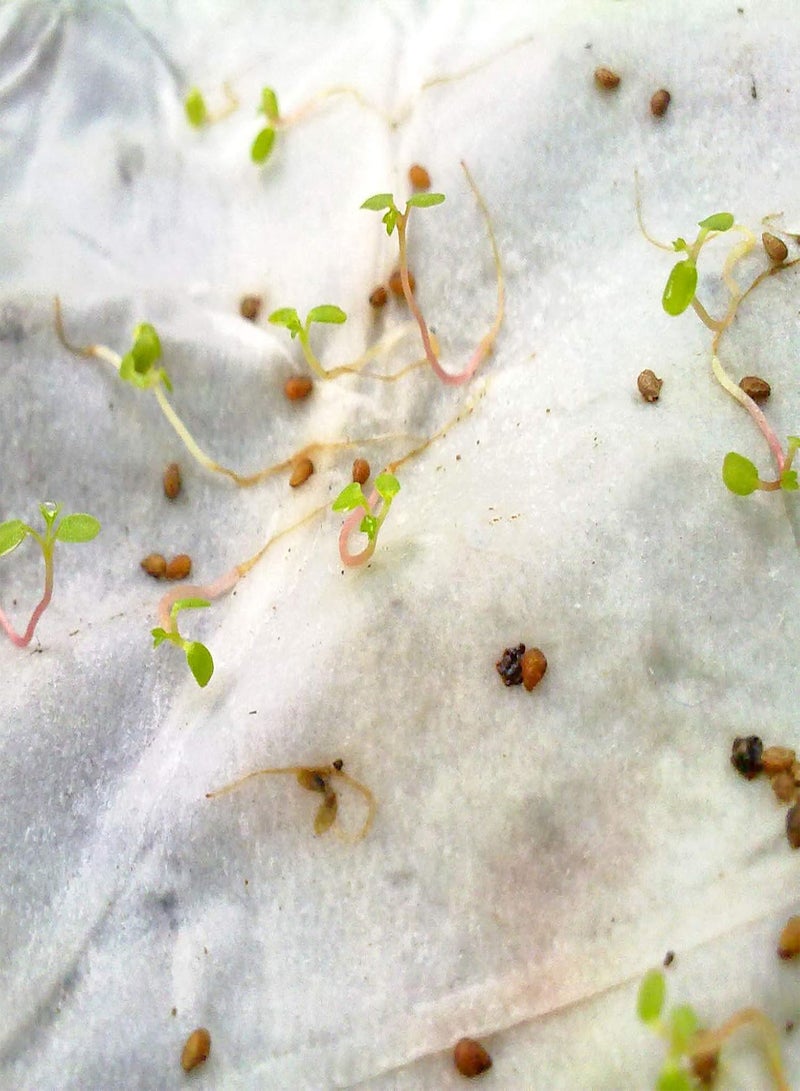 GGOOT 10 Large Strawberry Seeds Pack High Yield Sweet Fruit Flower Plants - Image 3