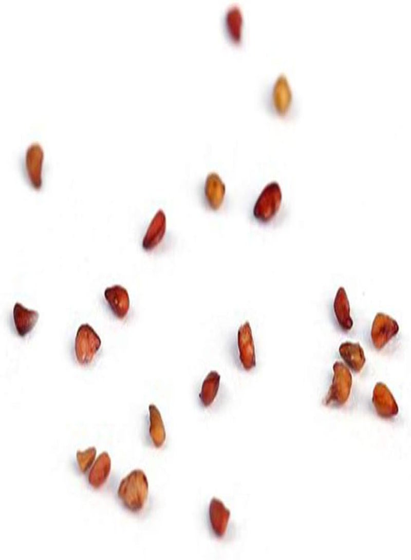 GGOOT 10 Large Strawberry Seeds Pack High Yield Sweet Fruit Flower Plants - Image 2