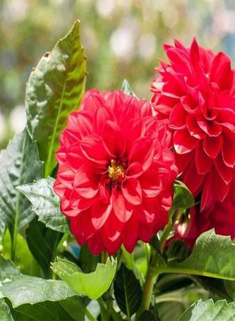 GGOOT seeds Fresh 100 pcs Dahila Flower seeds for Planting red