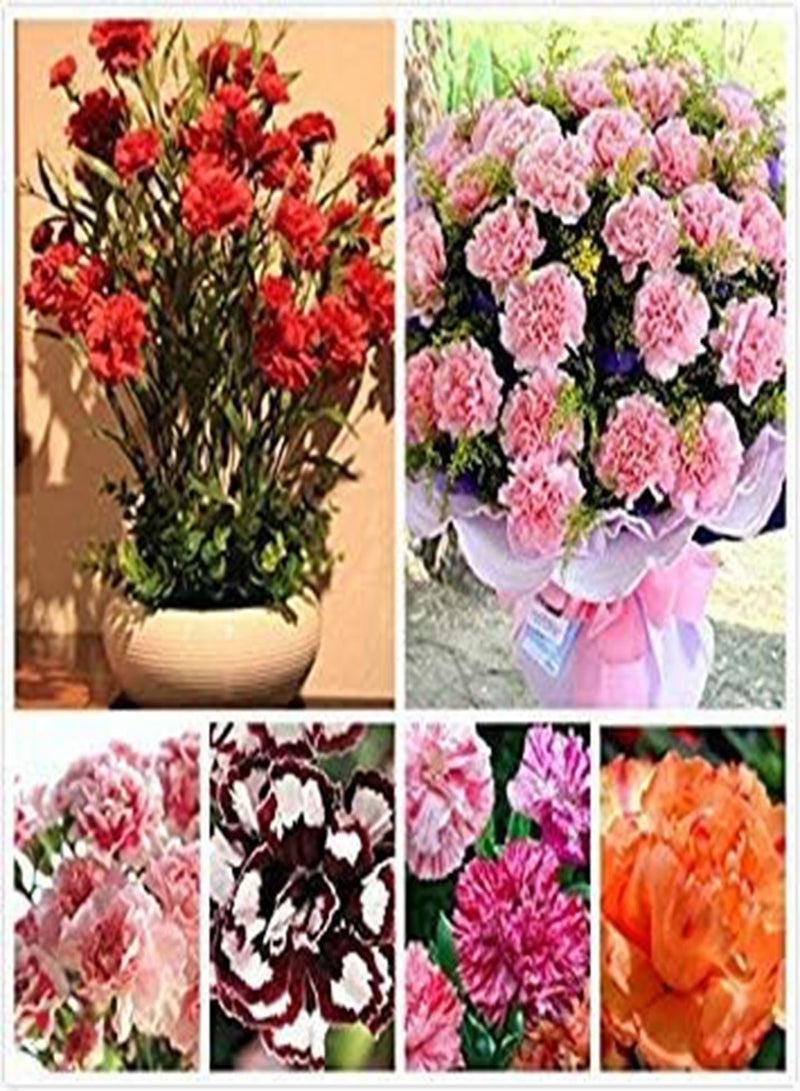 GGOOT Flower Seeds: Divine Mix Plant Seeds for Terrace and Kitchen Gardening Garden [Home Garden Seeds Eco Pack] Plant Seeds by