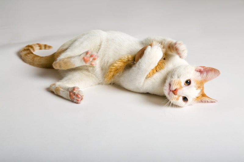 Hartz Just For Cats Running Rodent Vibrating Plush Mouse Cat Toy - Image 5