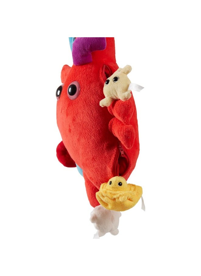 Giant Microbes Giantmicrobes Deluxe Heart Organ With Plush Blood Cells Realistic Anatomical Human Heart Organ Perfect Way To Say I Love You Educational Medical Get Well Soon Gift Perfect For Postsurgery  - Image 5