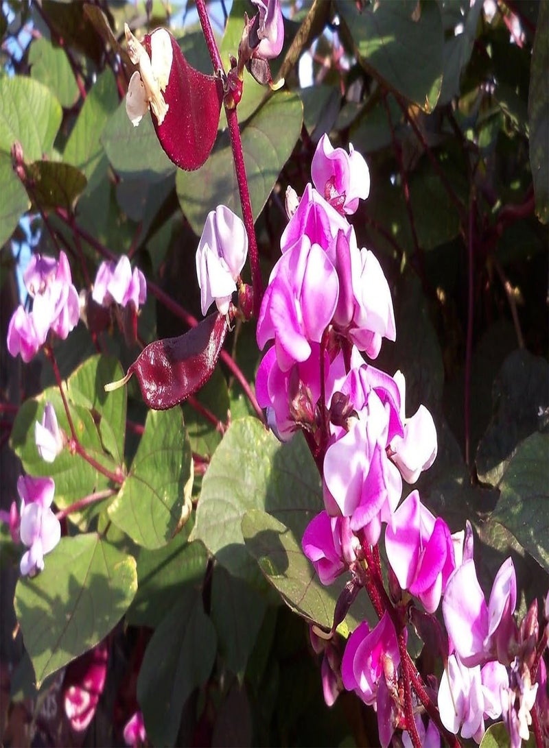 جي جوت زهرة الزنبق الأرجوانية - 1/4 رطل من البذور، دوليكوس، لابلاب، رائعة على التعريشة. - Image 4