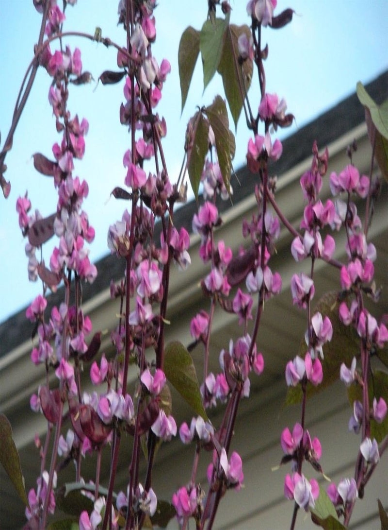 جي جوت زهرة الزنبق الأرجوانية - 1/4 رطل من البذور، دوليكوس، لابلاب، رائعة على التعريشة. - Image 1