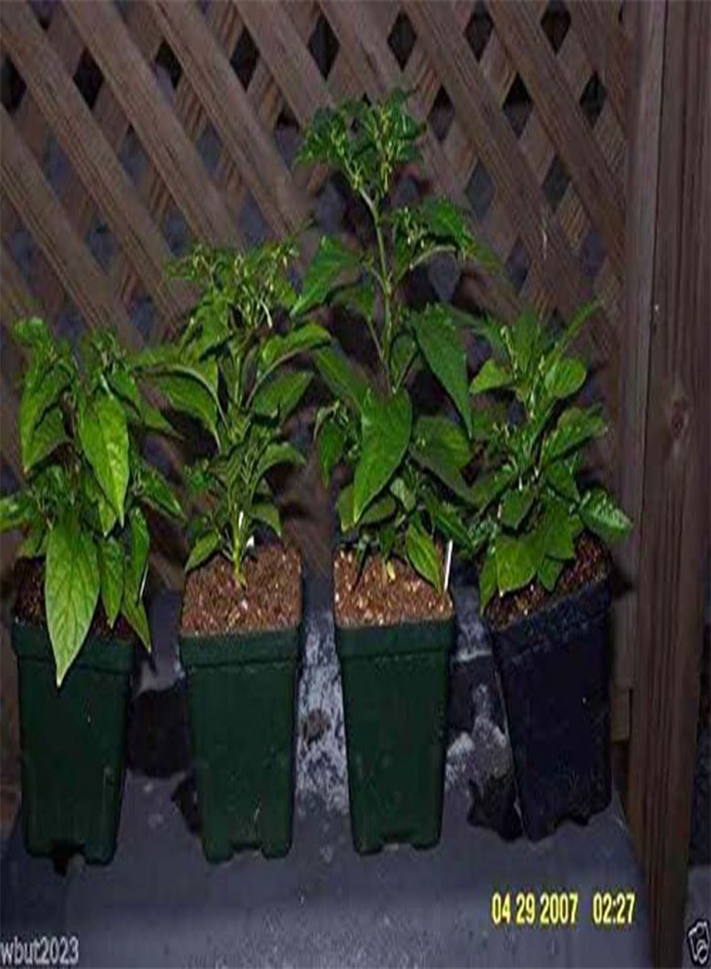 جي جوت بذور هابانرو البيضاء (C.) والمعروفة أيضًا باسم "هابانرو الأبيض البيروفي" (25 بذرة) - Image 3