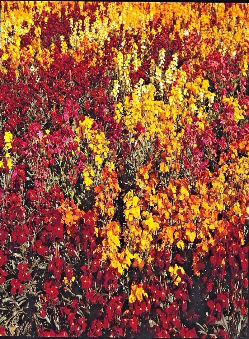 GGOOT WallFlower Persian Carpet Mixed - Erysimum cheiri Flower Seeds, Colourful Mixed Flowers Home Garden Planting by Heavy Torch, 500 Seeds