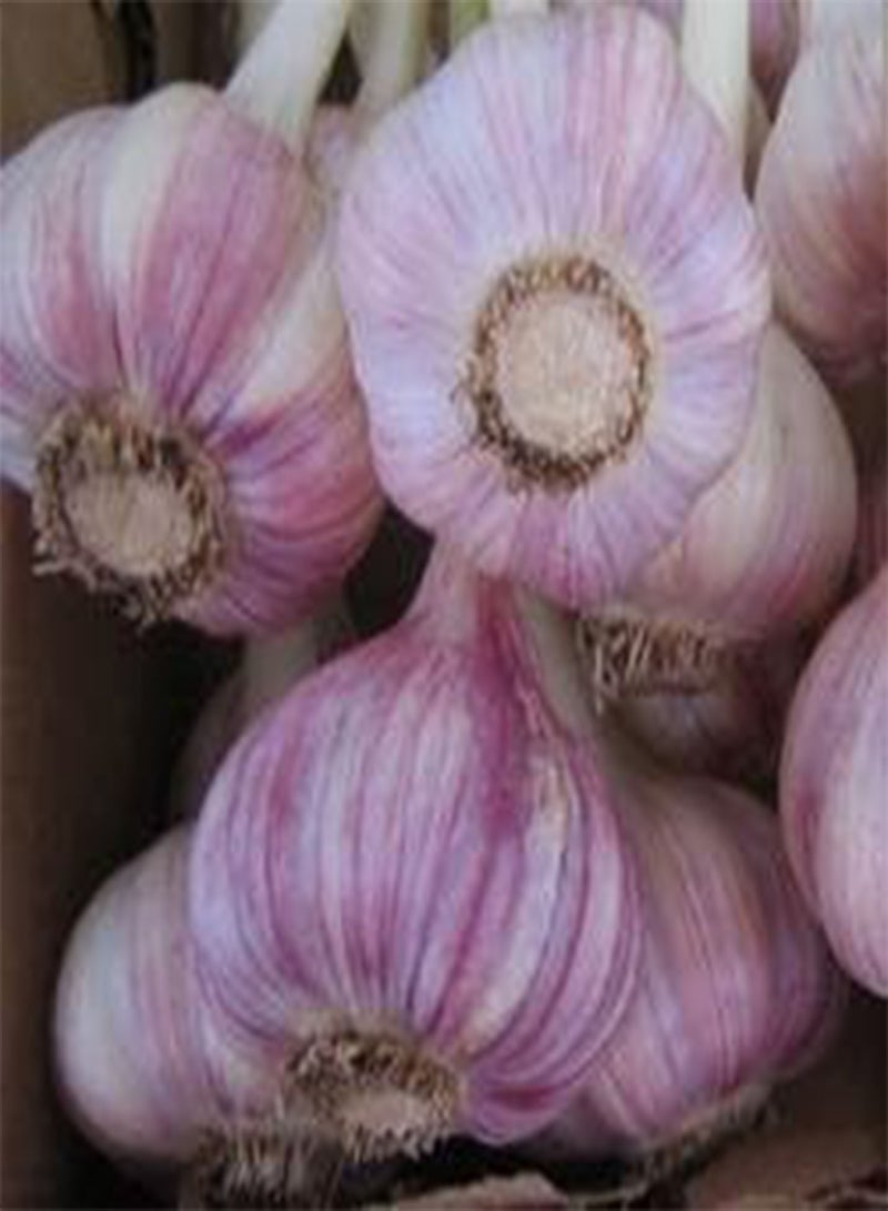 GGOOT Chesnok Red Garlic, 2 Nice seeds. Great for Fall Planting! Non GMO - Image 3