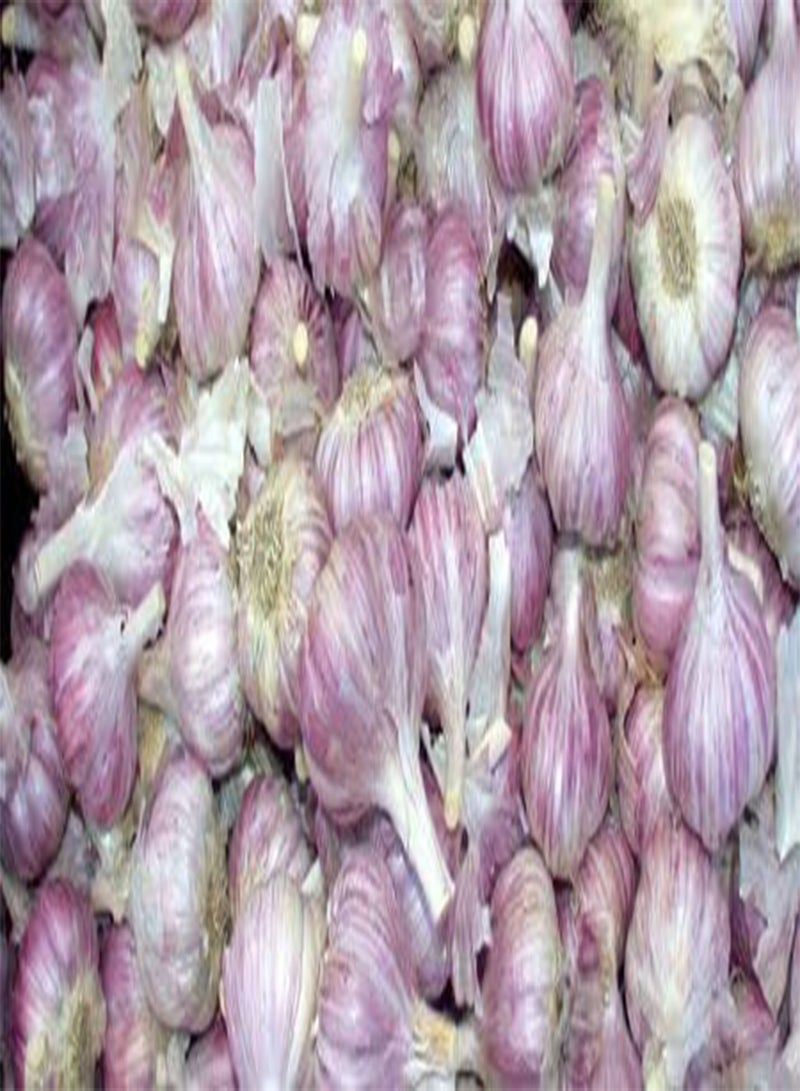 GGOOT Chesnok Red Garlic, 2 Nice seeds. Great for Fall Planting! Non GMO - Image 4
