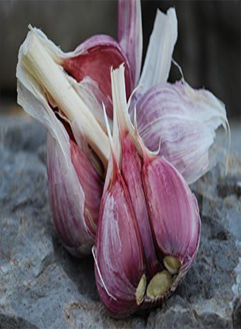 GGOOT Chesnok Red Garlic, 2 Nice seeds. Great for Fall Planting! Non GMO - Image 1