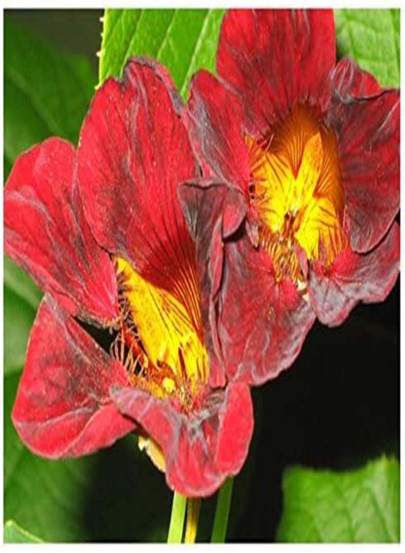 جي جوت الكبوسين - تروبايولوم - مخمل أسود - 650 جم - Image 1