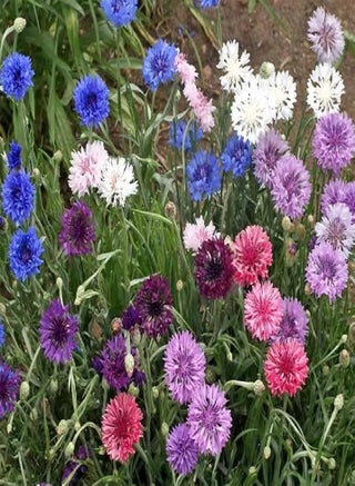 Flower Cornflower Bachelor's Button Polka Dot Mix 4149 (Multi) 200 Non-GMO, Heirloom Seeds - pzsku/Z4761F10C007FFEC7C2EFZ/45/_/1740461019/61028131-f225-4a71-861b-6b903082b1d9