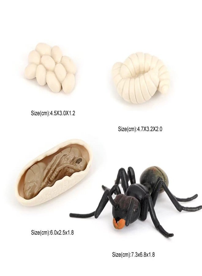Hvogvok Ant Growth Cycle, Animal Growth Cycle Biological Model Toy Growth Stage Lifelike Ant Life Cycle Model Toy Set for Kids Education Insect Themed Party Favors - Image 2