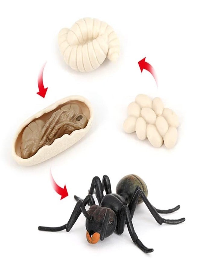 Hvogvok Ant Growth Cycle, Animal Growth Cycle Biological Model Toy Growth Stage Lifelike Ant Life Cycle Model Toy Set for Kids Education Insect Themed Party Favors - Image 1