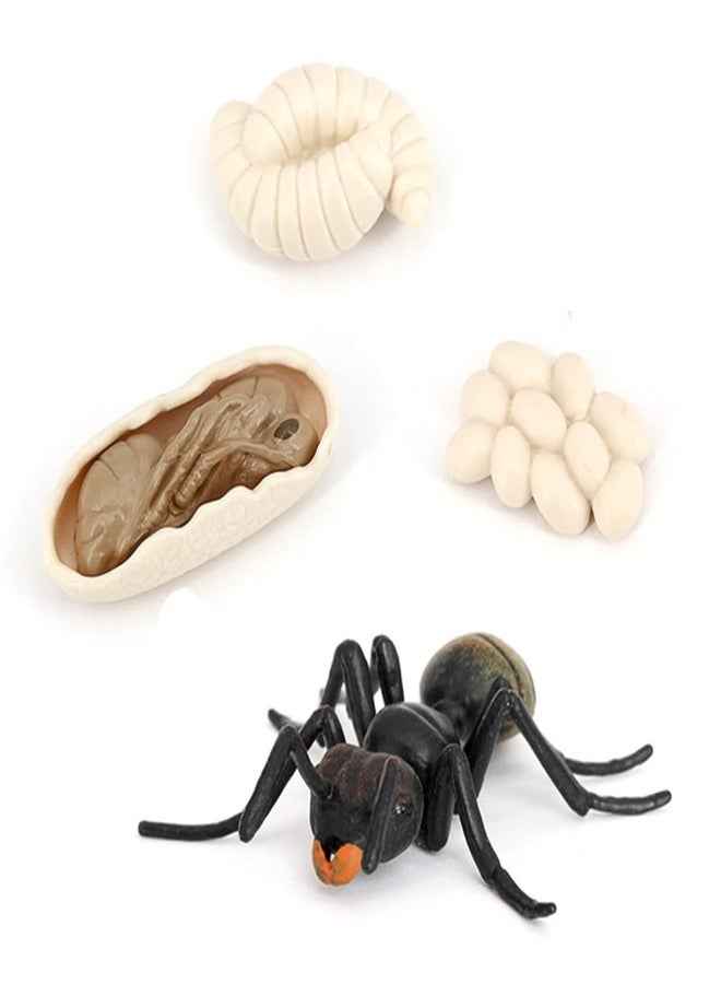 Hvogvok Ant Growth Cycle, Animal Growth Cycle Biological Model Toy Growth Stage Lifelike Ant Life Cycle Model Toy Set for Kids Education Insect Themed Party Favors - Image 3