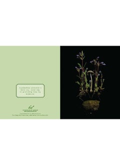 Deep Dark Forest Notes: 20 Different Notecards and Envelopes  - Image 4