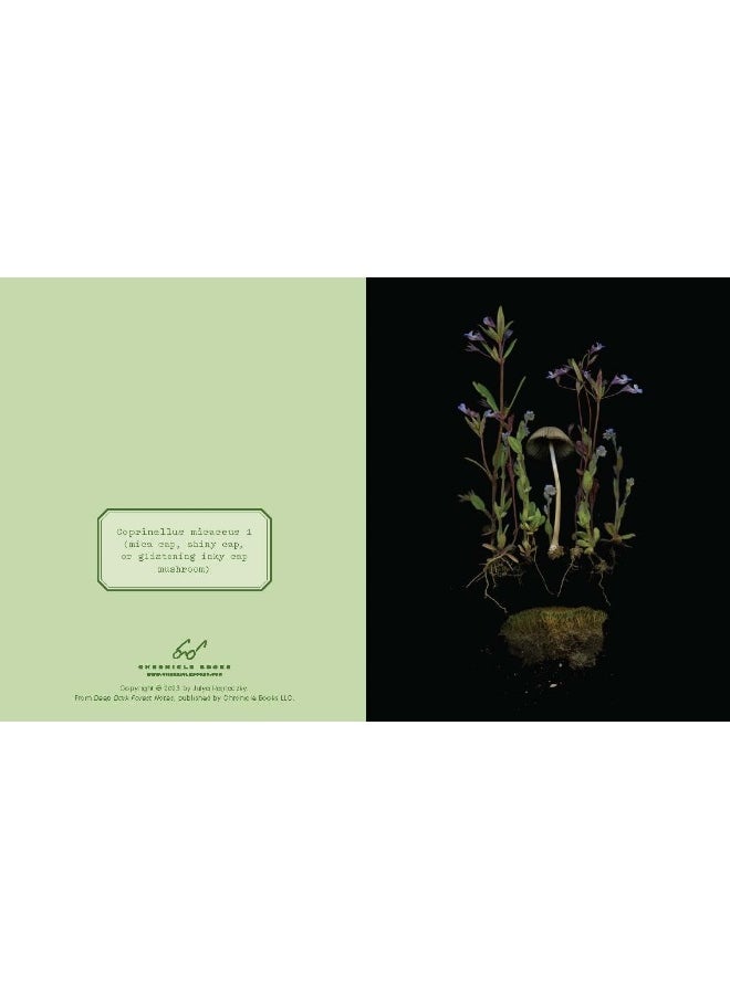 null - Deep Dark Forest Notes: 20 Different Notecards and Envelopes - Image 1