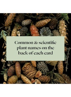 Deep Dark Forest Notes: 20 Different Notecards and Envelopes  - Image 1