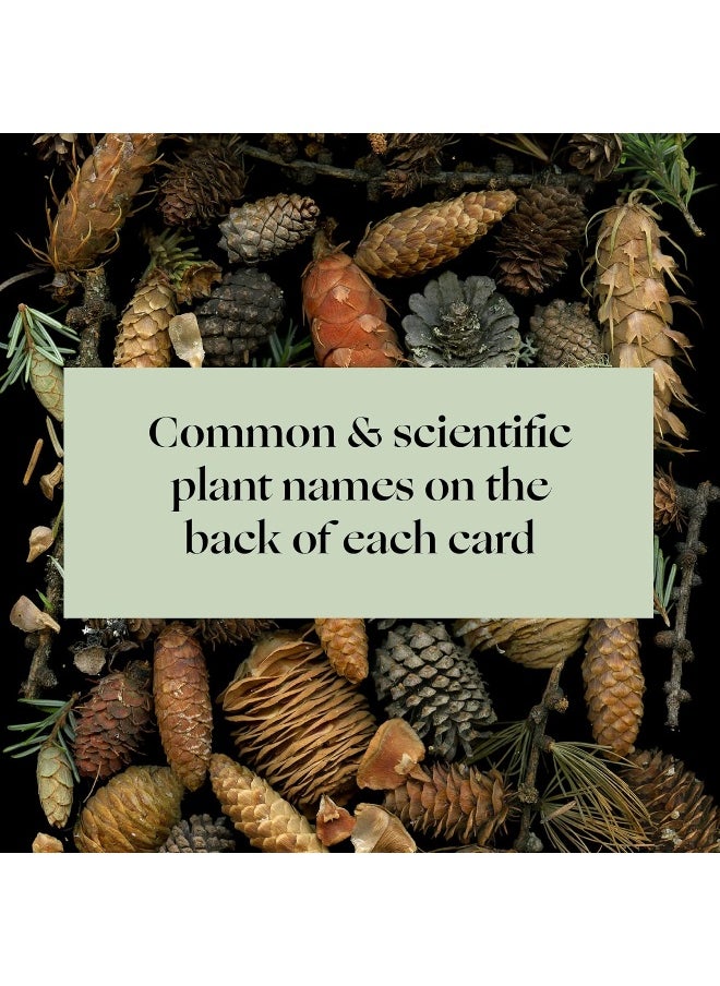 null - Deep Dark Forest Notes: 20 Different Notecards and Envelopes - Image 1