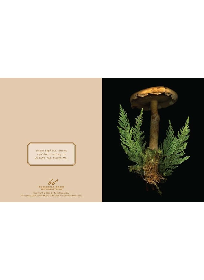 null - Deep Dark Forest Notes: 20 Different Notecards and Envelopes - Image 1