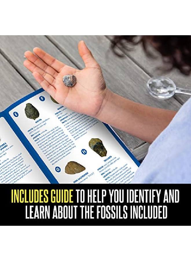 Educational Insights - Geosafari Fossil Excavation Kit Kids Science Kit Dinosaur Science Toy Ages 7+ - Image 1