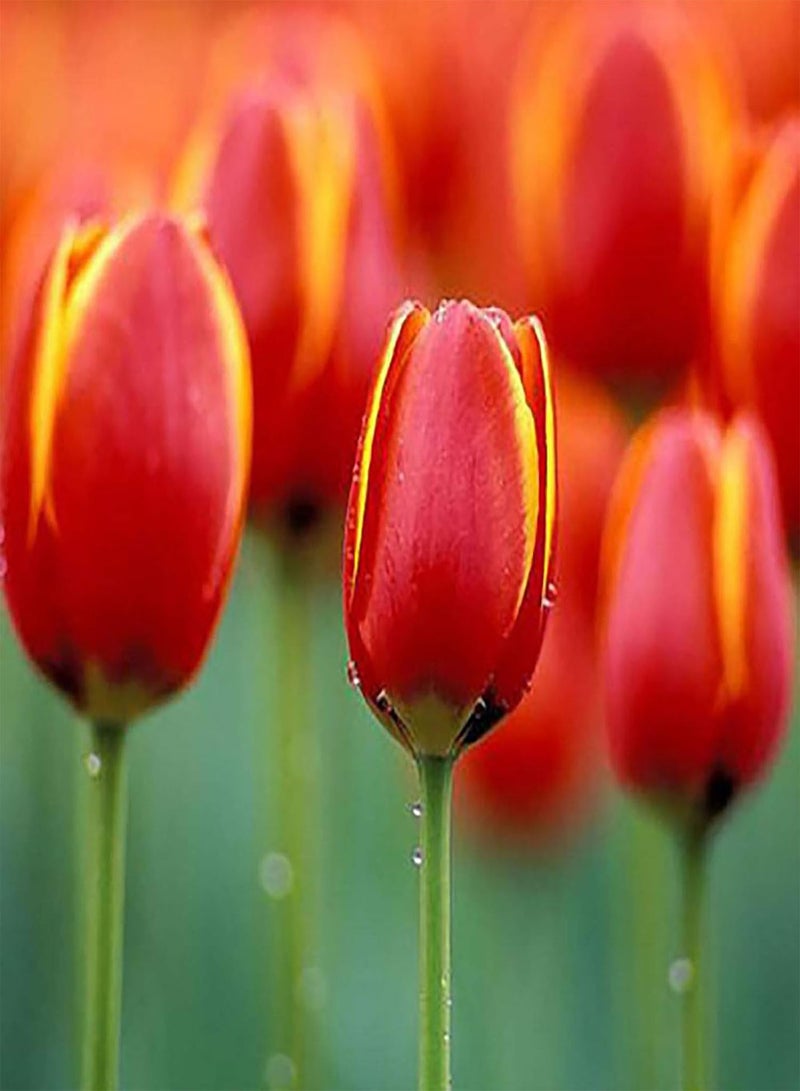 GGOOT Tulip Seed Multipurpose Bonsai Flower Seeds Natural Eye-catching Fragrant Seedling for Garden Home Balcony 50Pcs/Bag - Red Rare Tulip Seeds - Image 5