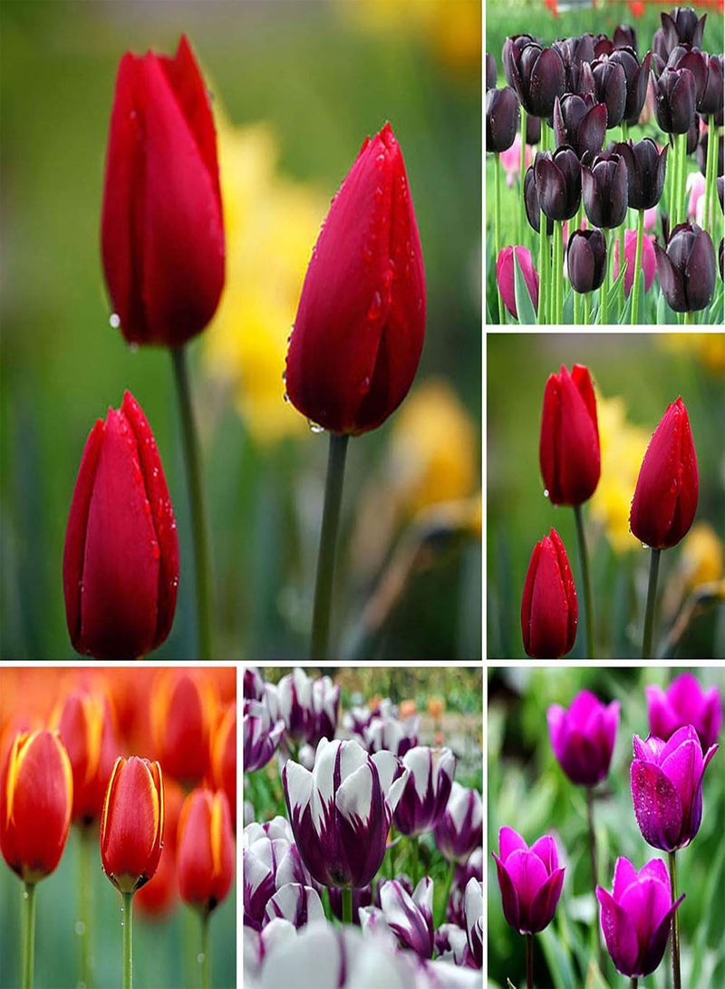 GGOOT Tulip Seed Multipurpose Bonsai Flower Seeds Natural Eye-catching Fragrant Seedling for Garden Home Balcony 50Pcs/Bag - Red Rare Tulip Seeds - Image 2