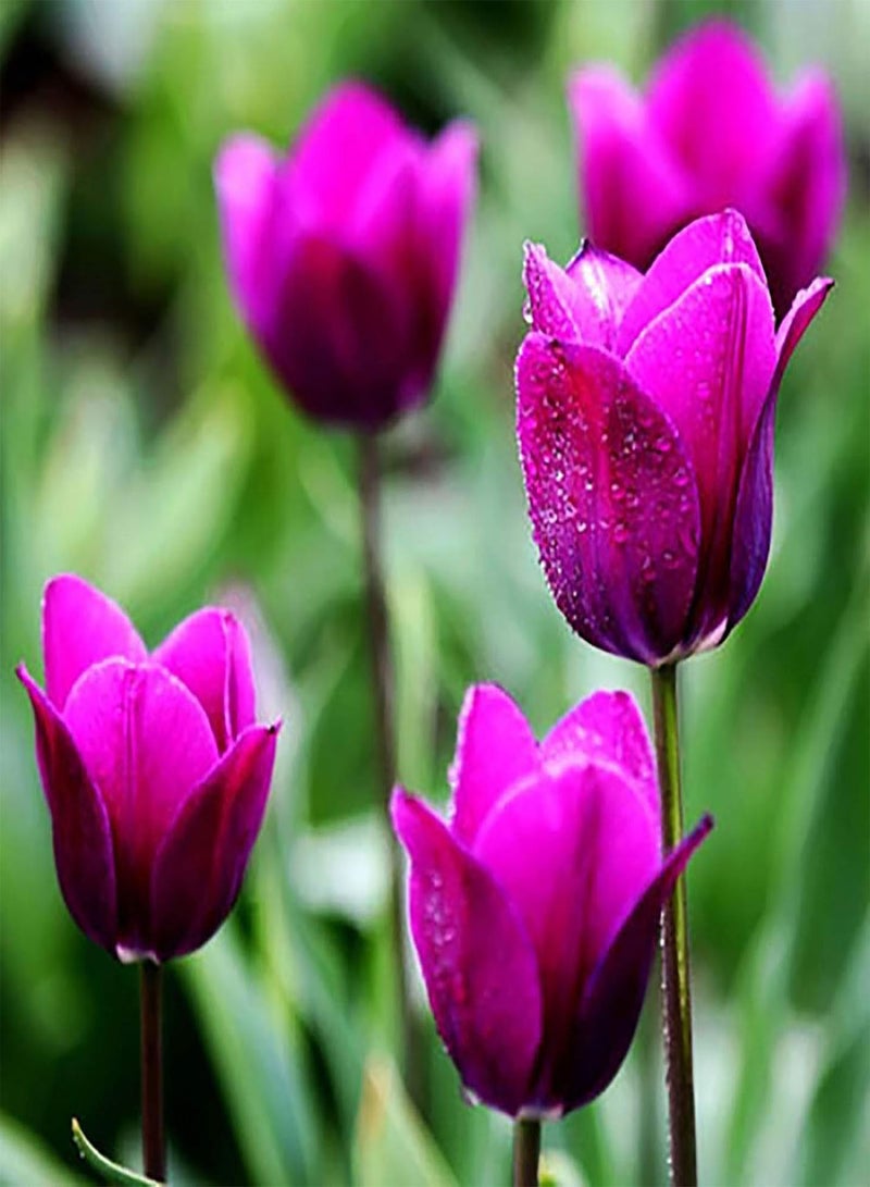 GGOOT Tulip Seed Multipurpose Bonsai Flower Seeds Natural Eye-catching Fragrant Seedling for Garden Home Balcony 50Pcs/Bag - Red Rare Tulip Seeds - Image 3