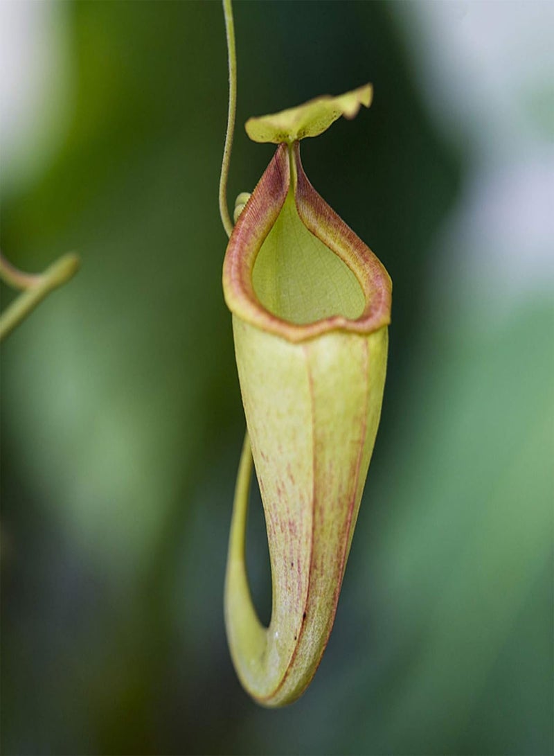 GGOOT Green Garden Flower Plants-50Pcs/Bag Nepenthes Seeds Decorative Tropical with Pouch Carnivorous Plants Seeds for Home - Orange Nepenthes Seeds - Image 4